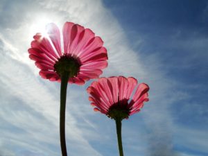 flowers-974472_1920